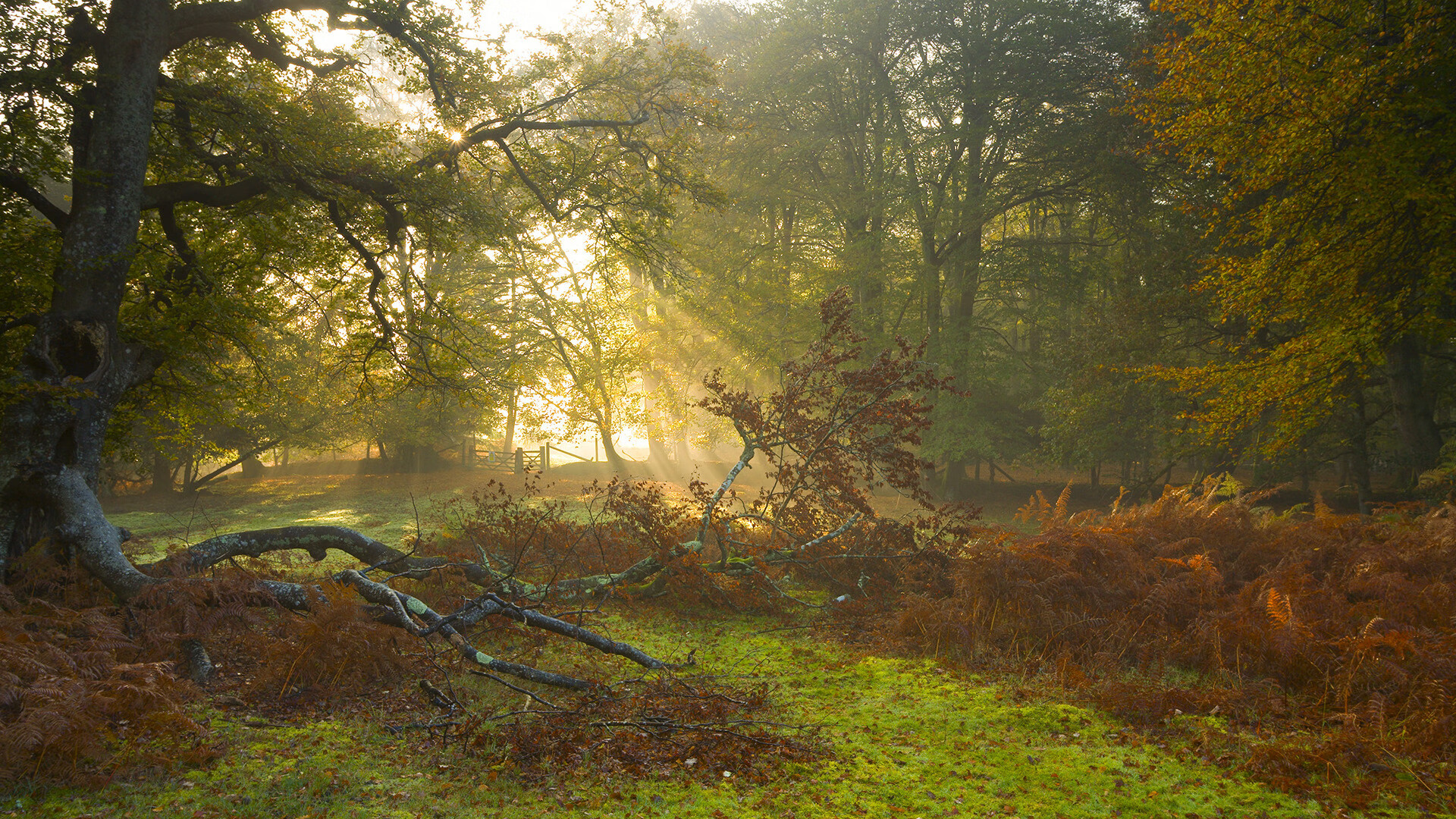 全黑队通过高压防守与迅速反击,将比赛节奏掌控在手中,全黑队战舞